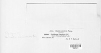 Anthracoidea caricis image